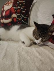 Lost Male Cat last seen Near Donnie Court, New Caney ,Tx, New Caney, TX 77357
