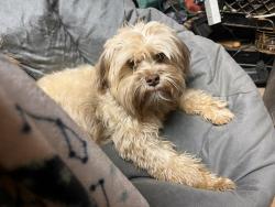 Lost Female Dog last seen Dollar store Lyman , Lyman, SC 29365
