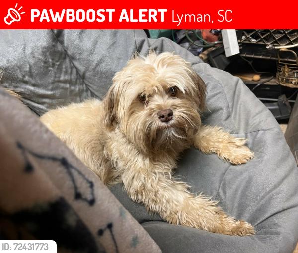 Lost Female Dog last seen Dollar store Lyman , Lyman, SC 29365