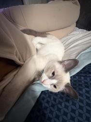 Lost Male Cat last seen Amber Chase Dr, McDonough, GA 30253