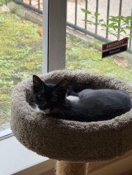 Lost Female Cat last seen 16th and Cortlandt St, Houston, TX 77008