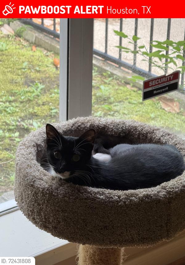 Lost Female Cat last seen 16th and Cortlandt St, Houston, TX 77008