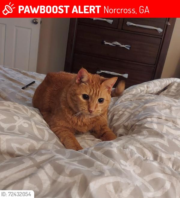 Lost Male Cat last seen In neighborhood western hills, Norcross, GA 30071
