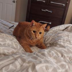 Lost Male Cat last seen In neighborhood western hills, Norcross, GA 30071