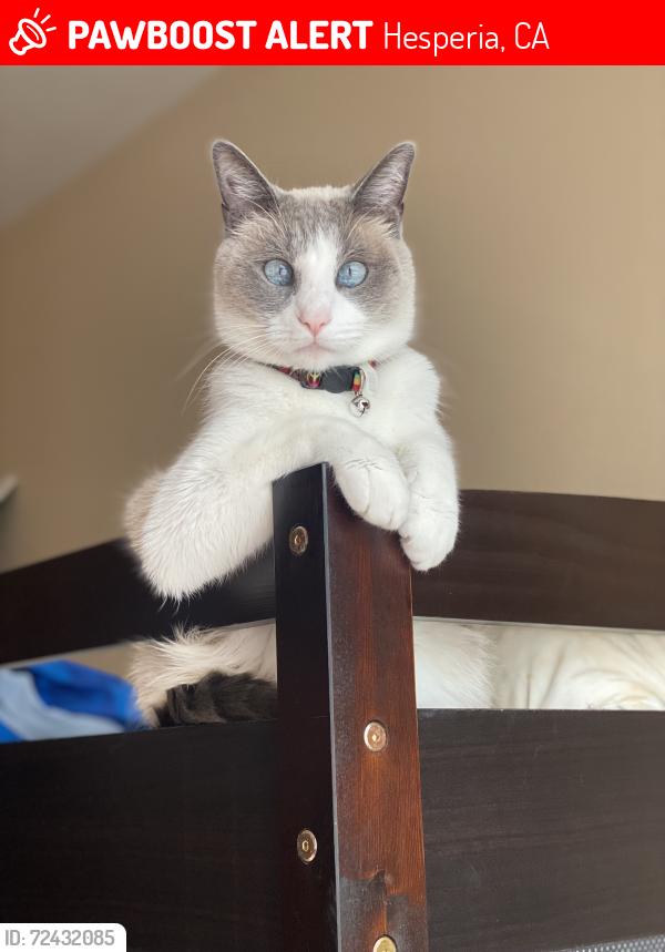 Lost Male Cat last seen Lime St & C Avenue, Hesperia, CA 92345