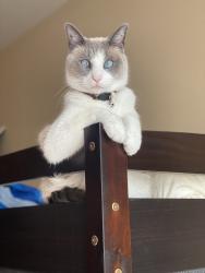 Lost Male Cat last seen Lime St & C Avenue, Hesperia, CA 92345