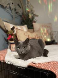 Lost Female Cat last seen 18th avenue se/ boulevard st se (close to pit stop market), Olympia, WA 98501