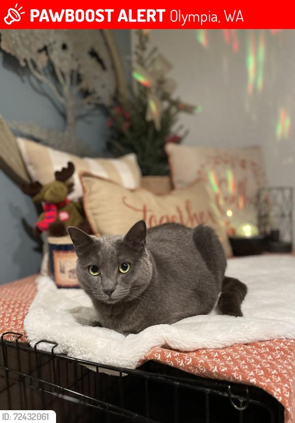Lost Female Cat last seen 18th avenue se/ boulevard st se (close to pit stop market), Olympia, WA 98501
