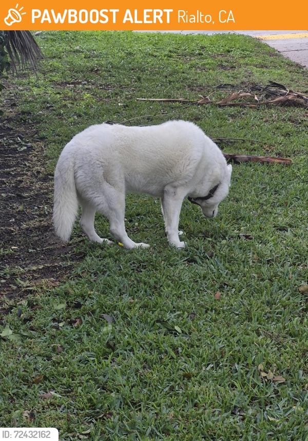 Rialto, CA Stray Dog Found Near W Jackson St and baseline | PawBoost