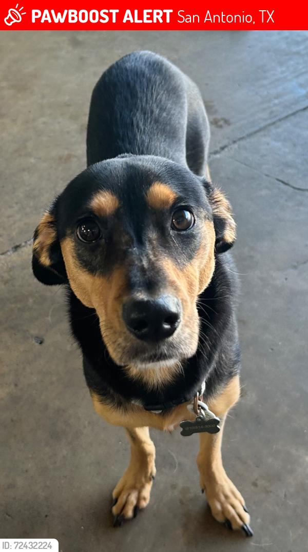 Lost Female Dog last seen Near the southwest corner of St. Mary’s University , San Antonio, TX 78228