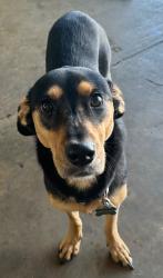 Lost Female Dog last seen Near the southwest corner of St. Mary’s University , San Antonio, TX 78228