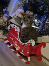 Lost Male Cat last seen Beulah road/bensham grove, Greater London, England CR7 8FP