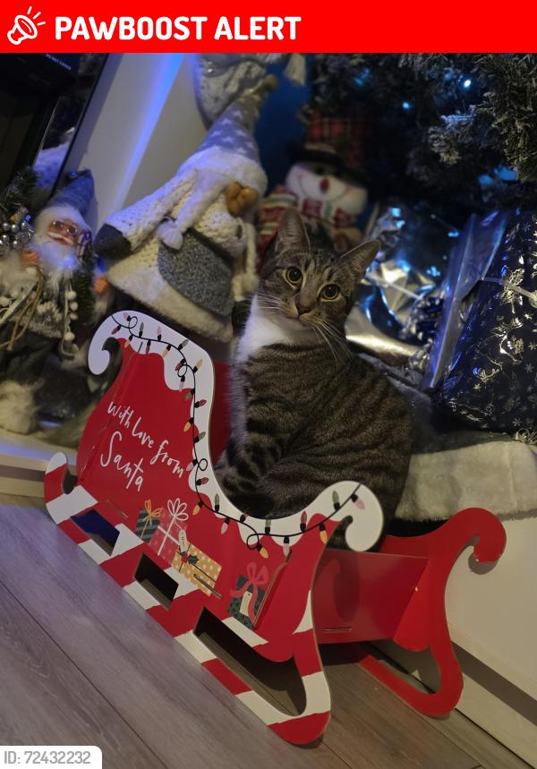 Lost Male Cat last seen Beulah road/bensham grove, Greater London, England CR7 8FP