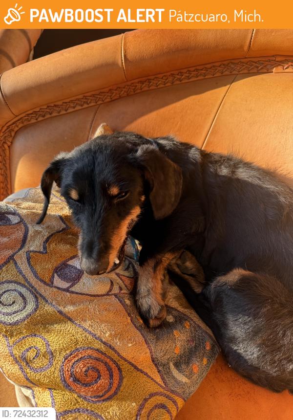 Surrendered Male Dog last seen Estribo, near school, Pátzcuaro, Mich. 61607