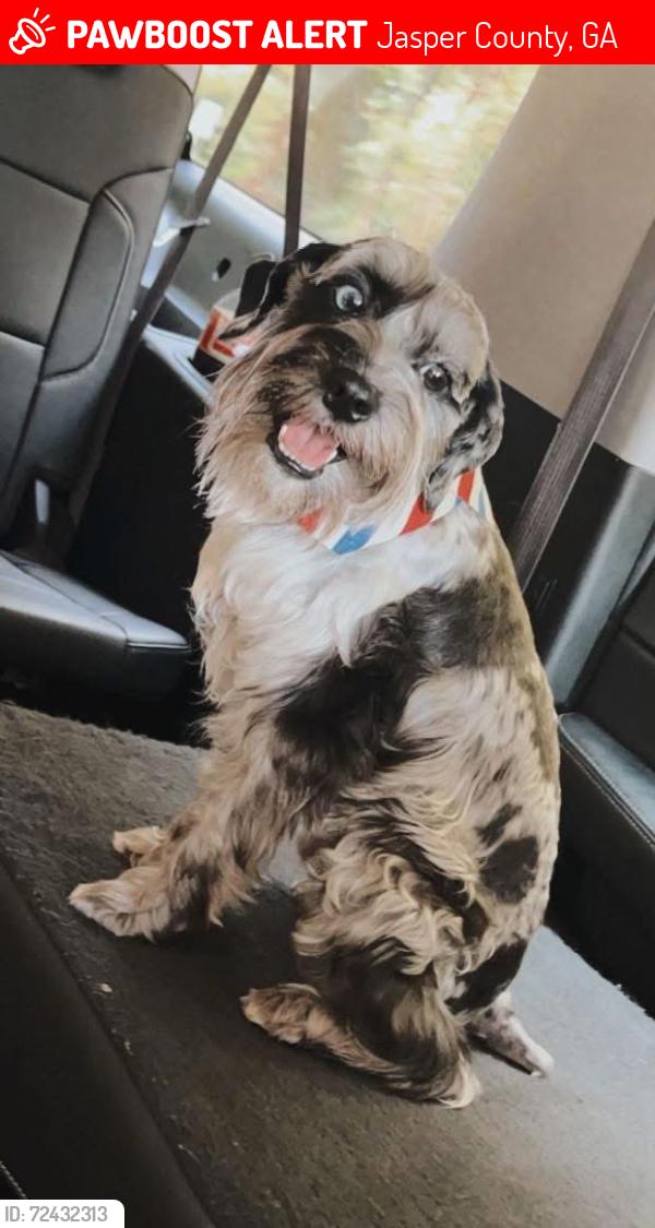 Lost Male Dog last seen Davis Dr Hwy 212, Jasper County, GA 31064