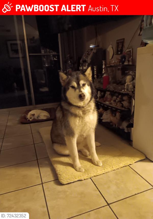 Lost Male Dog last seen Harmony science academy by Rundberg, Austin, TX 78753