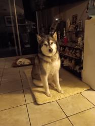 Lost Male Dog last seen Harmony science academy by Rundberg, Austin, TX 78753