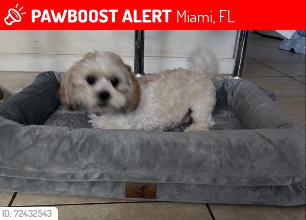 Lost Male Dog last seen Venetian parc, Miami, FL 33187
