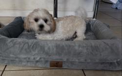 Lost Male Dog last seen Venetian parc, Miami, FL 33187