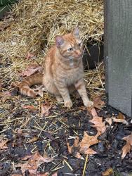 Found/Stray Unknown Cat last seen Cooper St at Jefferson Ave-near overton square 38104, Memphis, TN 38104
