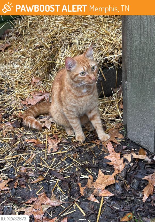 Found/Stray Unknown Cat last seen Cooper St at Jefferson Ave-near overton square 38104, Memphis, TN 38104