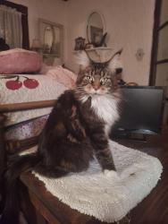 Lost Female Cat last seen Kickapoo and Grand, Springfield, MO 65804