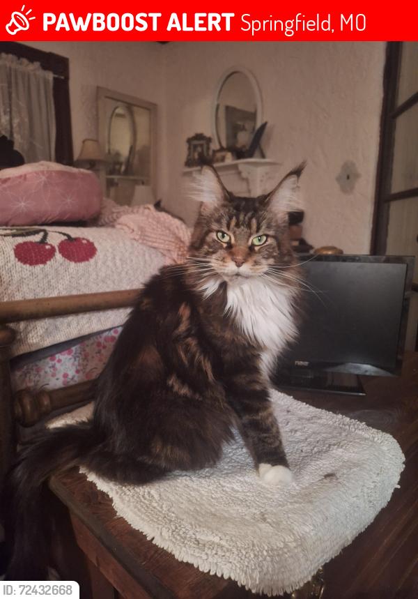 Lost Female Cat last seen Kickapoo and Grand, Springfield, MO 65804