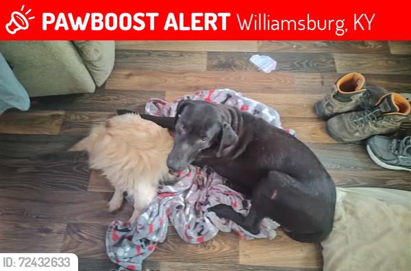 Lost Male Dog last seen Near ova lane willumsburg ky , Williamsburg, KY 40769
