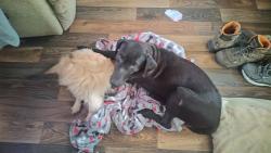 Lost Male Dog last seen Near ova lane willumsburg ky , Williamsburg, KY 40769