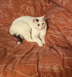 Lost Male Cat last seen E Justin Dr Garner NC, Johnston County, NC 27529