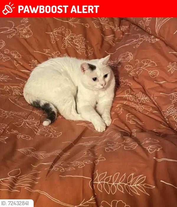 Lost Male Cat last seen E Justin Dr Garner NC, Johnston County, NC 27529