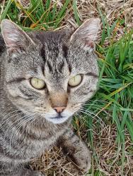Lost Male Cat last seen Charlie Braswell and Ebeneezer Church Road, Wayne County, NC 27530