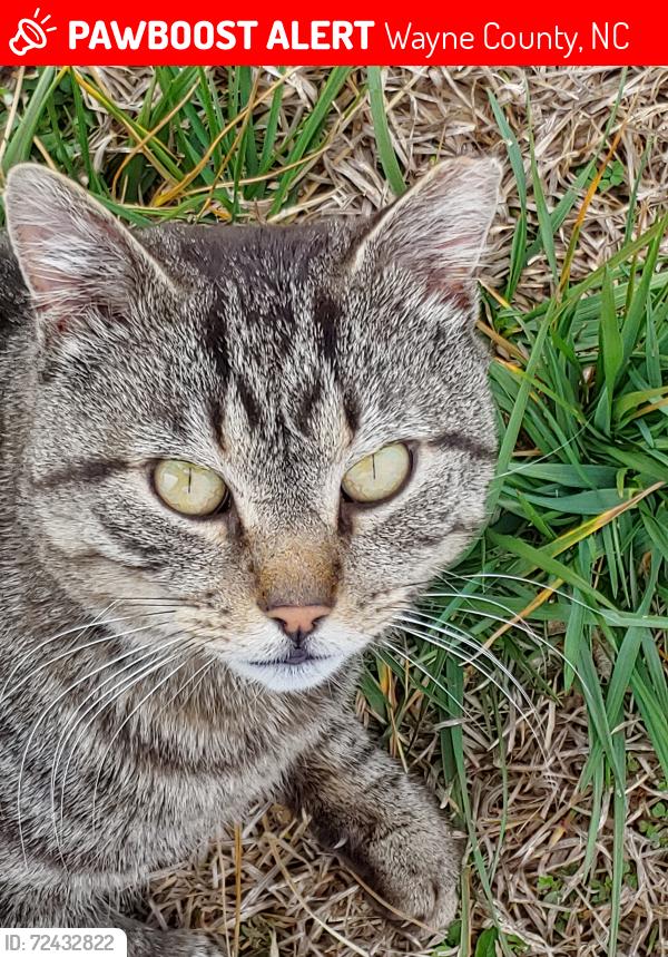 Lost Male Cat last seen Charlie Braswell and Ebeneezer Church Road, Wayne County, NC 27530