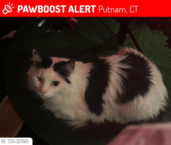 Lost Male Cat last seen Duffy Street and Viens Street, Putnam, CT 06260