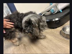 Lost Female Dog last seen Near Amadeus Ave , Freeport, FL 32439