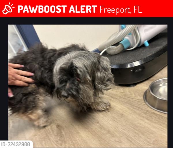 Lost Female Dog last seen Near Amadeus Ave , Freeport, FL 32439