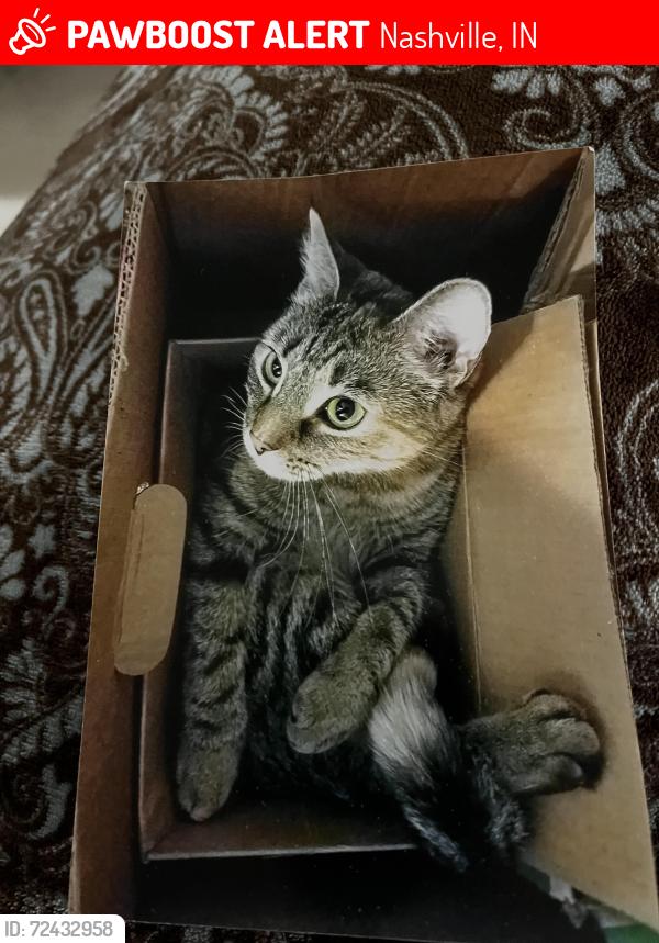Lost Female Cat last seen Forest Hills of Brown near Gnaw Bone, Nashville, IN 47448