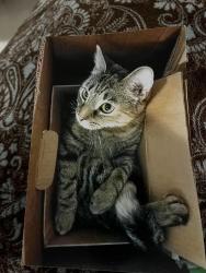 Lost Female Cat last seen Forest Hills of Brown near Gnaw Bone, Nashville, IN 47448