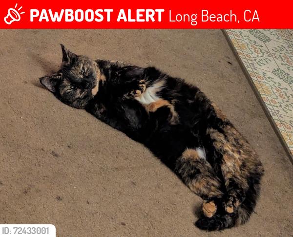 Lost Female Cat last seen Market/Long Beach Blvd, Long Beach, CA 90805