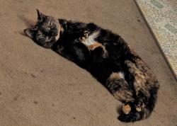 Lost Female Cat last seen Market/Long Beach Blvd, Long Beach, CA 90805
