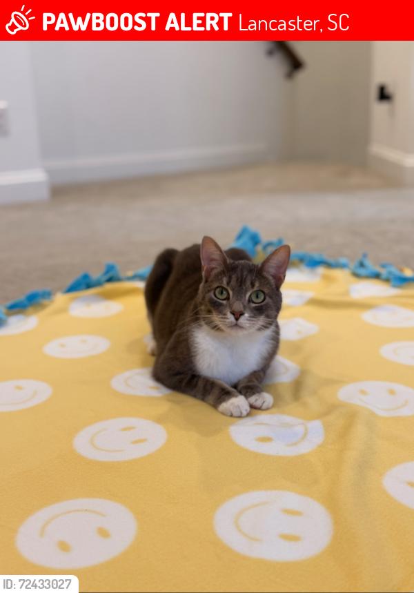 Lost Male Cat last seen Millennium Dr, van wyck, kinsdale neighborhood, Lancaster, SC 29720