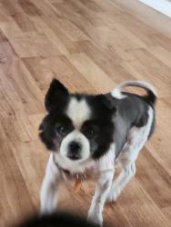 Lost Female Dog last seen Alderewood St, Spring Hill, FL 34606