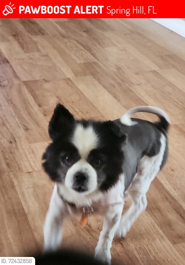 Lost Female Dog last seen Alderewood St, Spring Hill, FL 34606