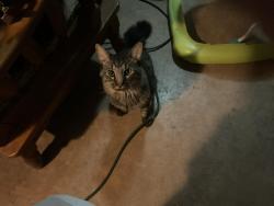 Lost Male Cat last seen Cardinal and drexel, Tucson, AZ 85746