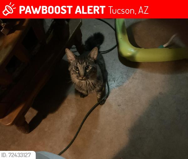 Lost Male Cat last seen Cardinal and drexel, Tucson, AZ 85746