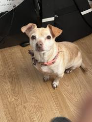 Lost Female Dog last seen Animo Leadership High School, Lennox, CA 90304