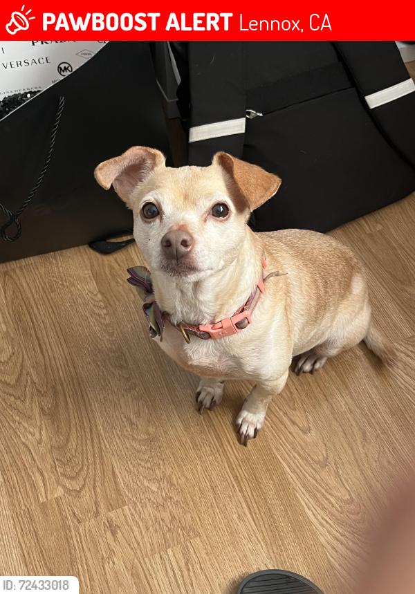 Lost Female Dog last seen Animo Leadership High School, Lennox, CA 90304