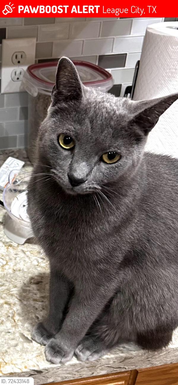 Lost Male Cat last seen Rustic Oaks, League City, TX 77573