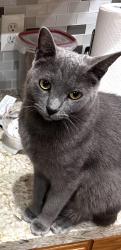 Lost Male Cat last seen Rustic Oaks, League City, TX 77573