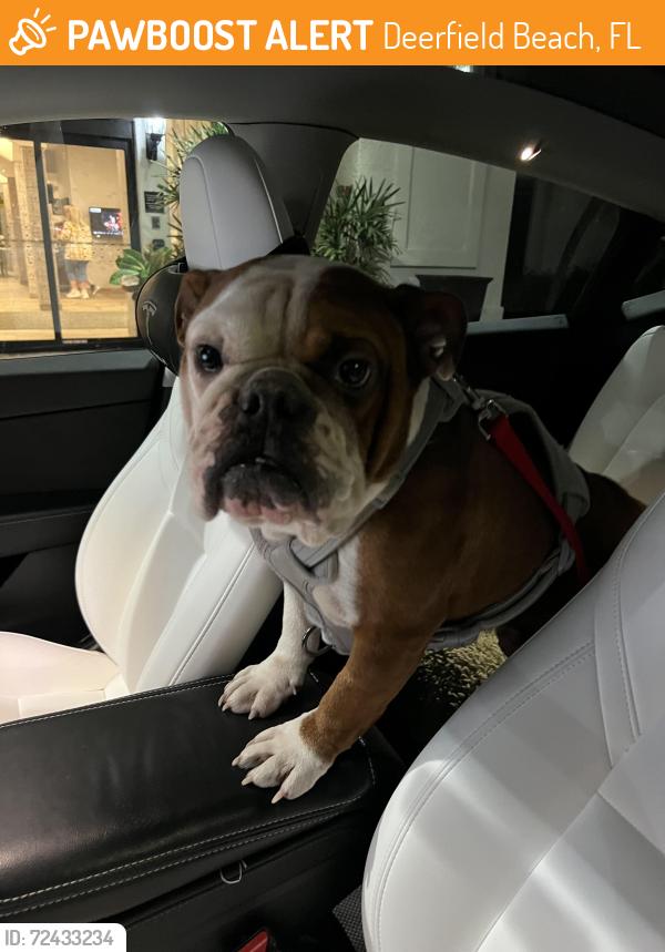 Found/Stray Male Dog last seen Hillsboro and I95, Deerfield Beach, FL 33441